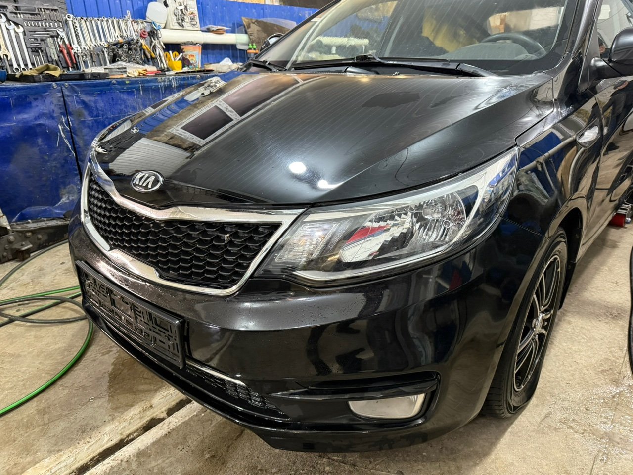 Ноускат - Фото 3