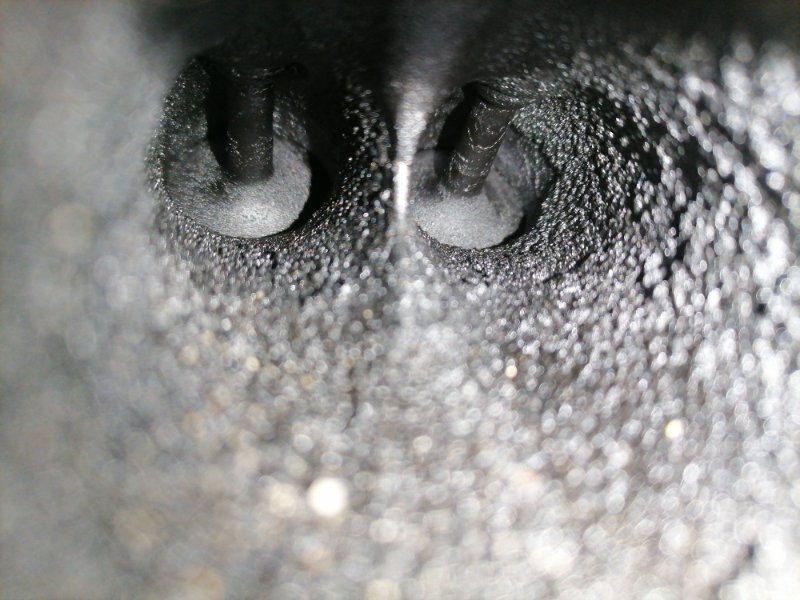 Двигатель Ford Focus CB4 SHDA 2010 (б/у) Двигатель Ford Focus CB4 SHDA 2010 (б/у)