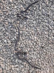 Запчасть стабилизатор передний Toyota Corolla Fielder 2018