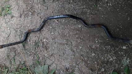 Стабилизатор передний Honda Inspire 1999