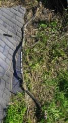 Стабилизатор передний Toyota Ipsum 2000