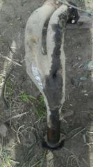 Глушитель Honda Integra 1999