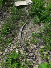 Шланг охлаждения турбины Mitsubishi Delica 1993