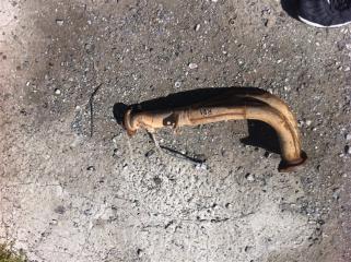 Глушитель Honda CRV