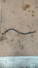 Запчасть шланг тормозной передний правый Chevrolet lacetti