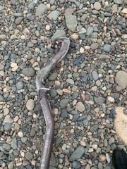 Глушитель RX8