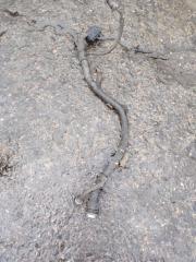 Жгут проводов двигателя YUTONG ZK6122H9 2023 Б/У Жгут проводов двигателя YUTONG ZK6122H9 2023