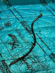 Шланг тормозной передний правый TOYOTA LAND CRUISER 200 2012 Б/У Шланг тормозной передний правый TOYOTA LAND CRUISER 200 2012