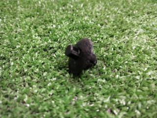 Клипса новая Клипса