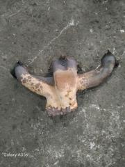 Впускной коллектор Лада 2108