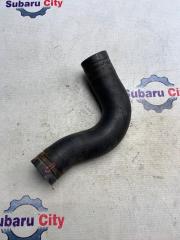 Патрубок радиатора нижний Subaru Forester 2002