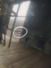 Капот передний V50 2012 MW43 B4204S3