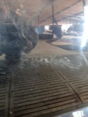 Дверь передняя левая XF 2011 CC9 AJ30