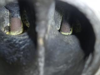 ДВИГАТЕЛЬ (ОРИГИНАЛ) RIO 2 2010 G4EE