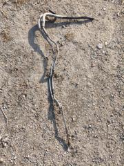 Трубка акпп Toyota Grand Hiace 2001