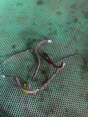 Запчасть проводка двери задняя левая CHEVROLET Lacetti 2008