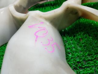 Вентилятор NISSAN ELGRAND NE51 VQ35DE 5 ракурс